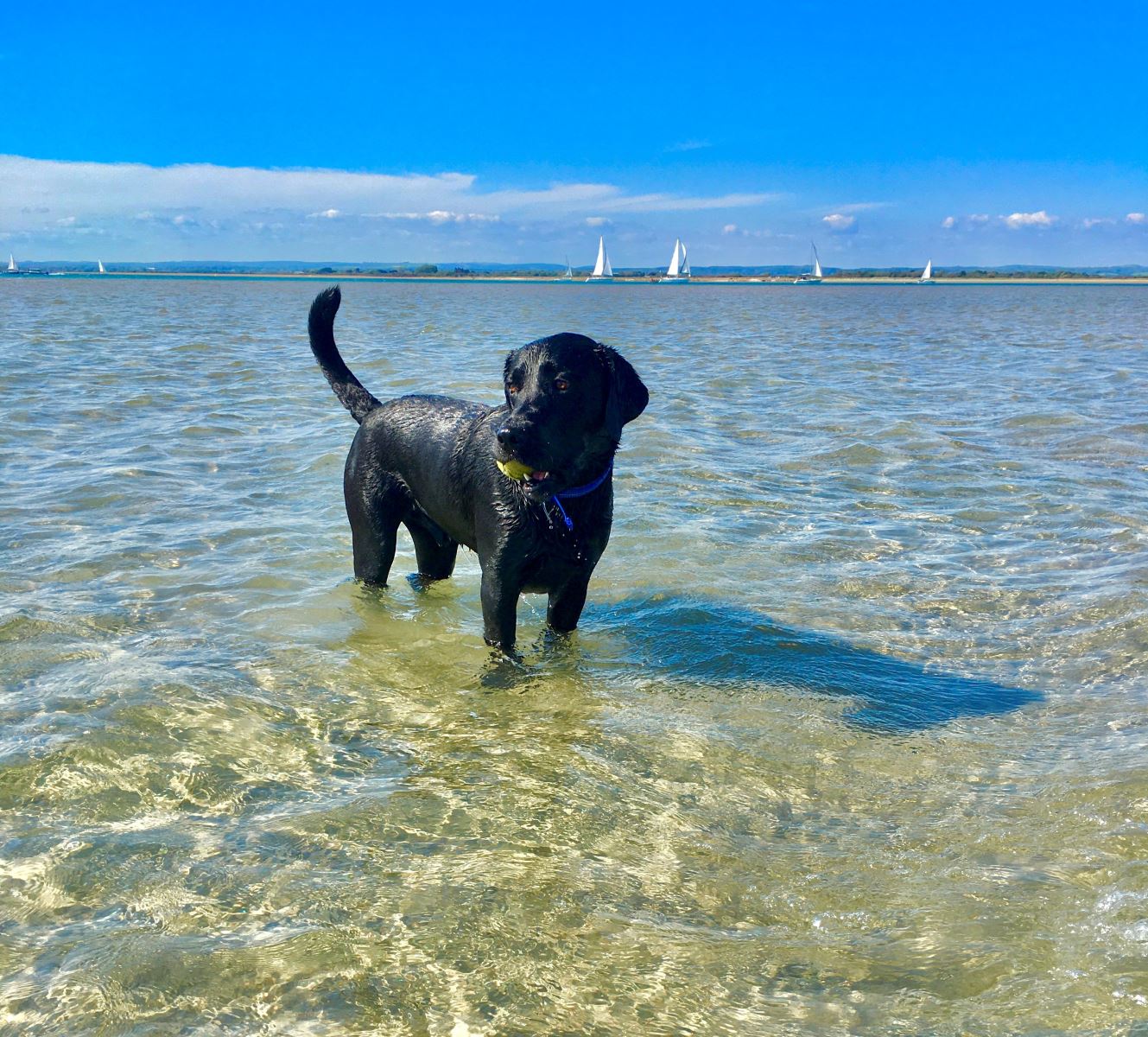 Dog on Hayling Island